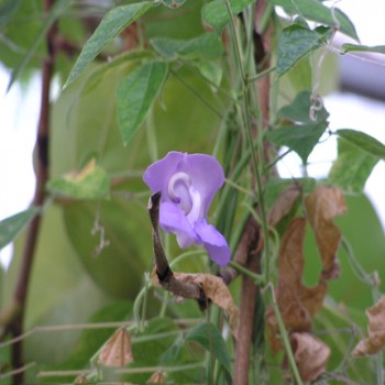 Calabar Bean (Physostigma Venenosum)